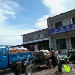 邹城红薯大量上市 品种丰富 物美价廉