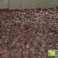 宁陵精选优质洋葱种子 种苗速来抢购