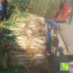 四川冕宁铁杆大葱：泸沽镇宋平