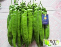 山东青州羊角椒辣椒品质优良 绿色无公害