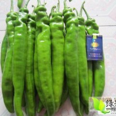 山东青州羊角椒辣椒品质优良 绿色无公害