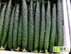莘县黄瓜油亮大条 顶花带刺 货源充足