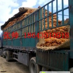 公主岭怀德张帅9月延薯四号土豆