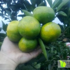 湖南东江湖蜜桔上货量大 果肉质细 味道浓郁