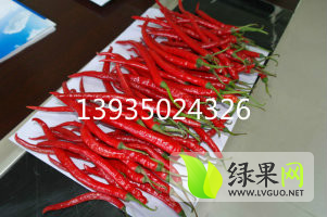 忻府辣椒椒型好 品质好 欢迎前来订购