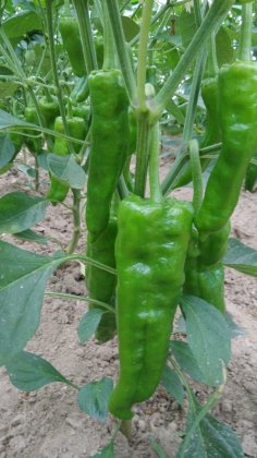 夏邑千余亩辣椒大量上市 品质优 欢迎选购