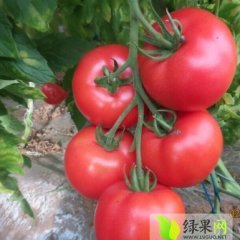 河北望都大红硬果西红柿火爆招商中