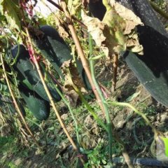 河南郸城铁冠军冬瓜火热上市