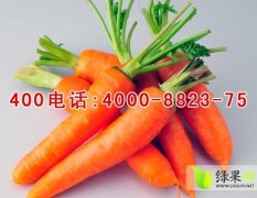 2014金乡萝卜值得出手