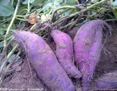 东海紫薯果形好 无虫害 营养丰富