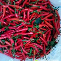 开远辣椒绿色无公害,马者邹宗勇诚信合作