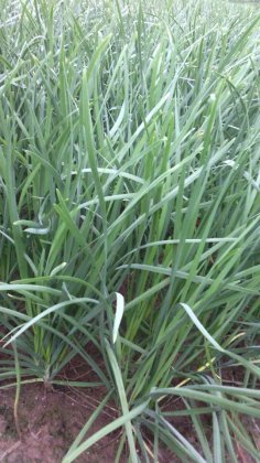 河南内乡中绿一号韭菜是名优特产