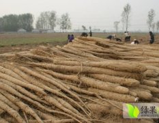 2014大名山药抓住商机无限