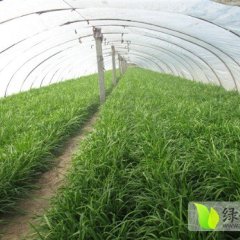 邯郸自种无公害韭菜500亩 欢迎来考察选购