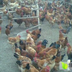 河北馆陶柴鸡生态散养 无公害健康食品