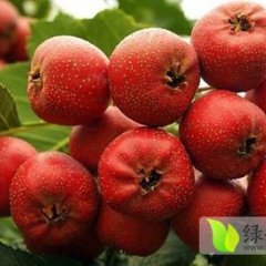 2014平邑山楂, 钱多人傻速来抢购