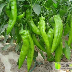 昌乐乔官孙桂德9月羊角椒辣椒