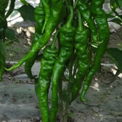 2014昌乐陇椒已上市！！！