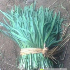 香河韭菜香甜可口,李庄王东跃诚信合作