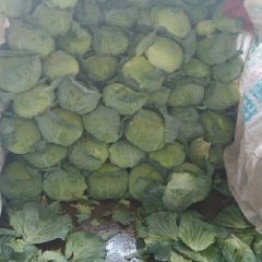 清苑清苑王计良9月希望甘蓝