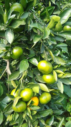 湖北点军蜜桔柑橘长势旺盛