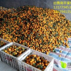 江西南丰南丰蜜桔：市山镇吴斌