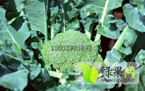 2014浚县西兰花抓住商机无限