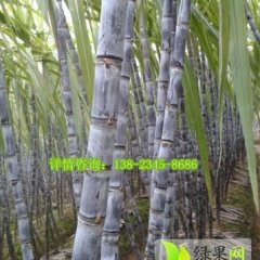 广东甘蔗均匀统一。基地种植供应