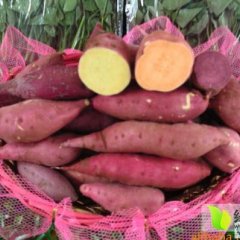 山东临沭苏薯8号：青云镇李先生