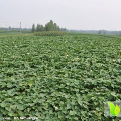 临沭大量出售鲜红薯地瓜 口感甜 色泽鲜明