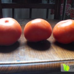 山东莘县齐达利西红柿量大品质好 硬度高