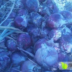 甘肃玉门紫皮洋葱上货量大 颜色正
