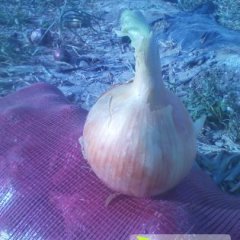 酒泉玉门黄皮洋葱个头大 品质好 欢迎来收购