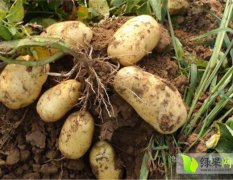 围场朝阳荷兰十五土豆货源充足 价格合理