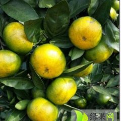 澧县柑橘果面光滑 口感甘甜 品种优良