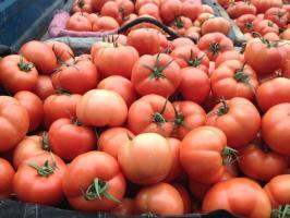 莘县西红柿货源充足 质量高 价格低