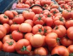 莘县西红柿货源充足 质量高 价格低