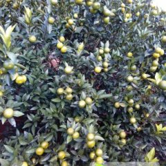 江洲驮卢唐国进9月沙糖桔