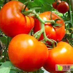 望都大红西红柿皮厚色匀  个头大 品质高