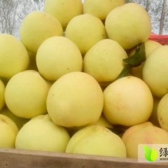 新沂蜜桃外形美观 果肉软硬适度 汁多如蜜