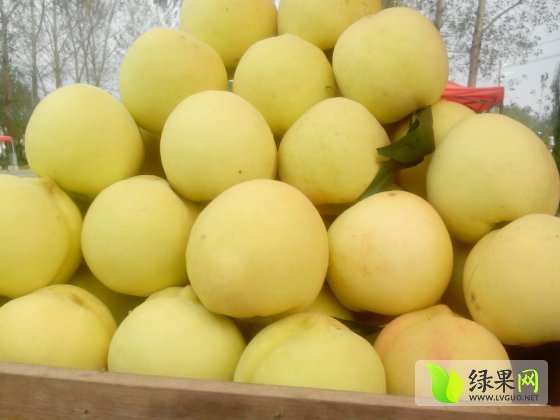 2014年江苏新沂中华寿桃价格