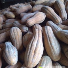 蒙城南瓜品质优良庄周郭先生诚信合作