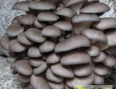 莱城平菇产量大 保质保量 价格公道