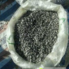 我公司现有一千多亩美葵5009已经上市