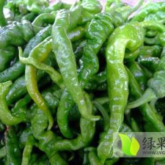 昌乐陇椒大批量上市 欢迎前来考察采购