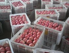延津万亩普硬粉西红柿大量上市 品种优良