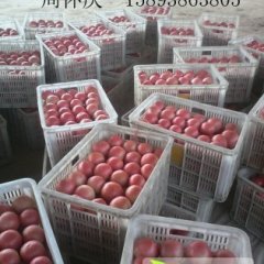 延津万亩普硬粉西红柿大量上市 品种优良