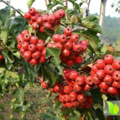 山西绛县山楂色度亮 口感好 果面干净