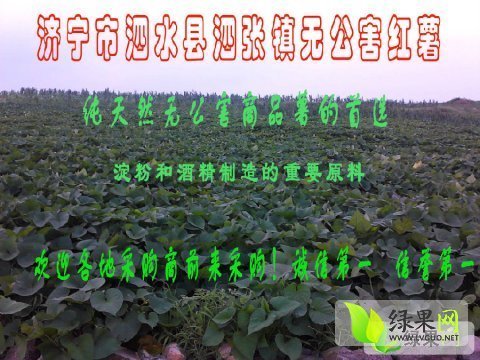 2014年山东泗水商薯19红薯价格