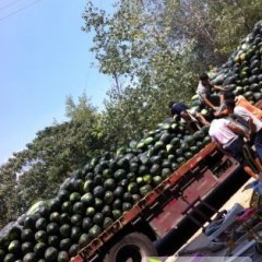 河南临颍铁冠军冬瓜 子弹头